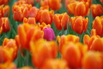 20080314_IMG_0777