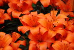 20080320_IMG_0931