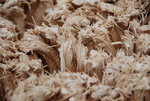 20080320_IMG_0936