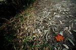 20071006_IMG_0653a