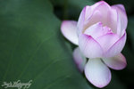 JOE_0419as