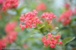 JOE_0703s