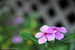 JOE_0717s