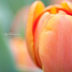 JOE_7398as