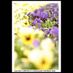 20040314_FlowerShow_01_0010