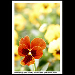 20040314_FlowerShow_01_0017