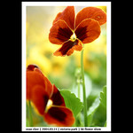 20040314_FlowerShow_01_0018