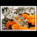 20040314_FlowerShow_02_0016