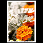 20040314_FlowerShow_02_0017