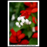 20040314_FlowerShow_02_0045