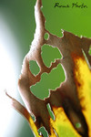 leaf#1