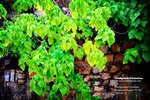 DSCF1785