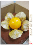 cake0015