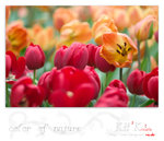 flower0001