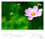 flower0002