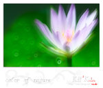 flower0003