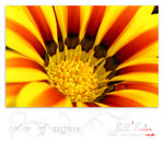 flower0004