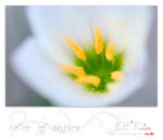 flower0005