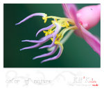 flower0006