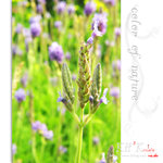 flower0007