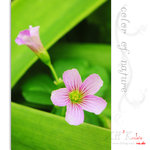flower0008