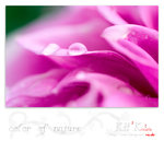 flower0009