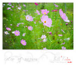 flower0011