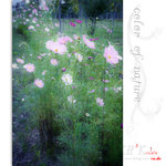 flower0012