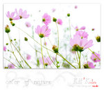 flower0013
