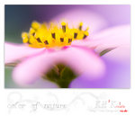 flower0014