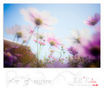 flower0015
