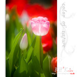 flower0016