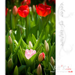 flower0017