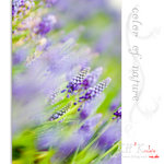 flower0019
