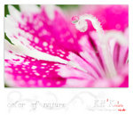 flower0020