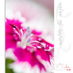 flower0021