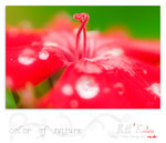 flower0022