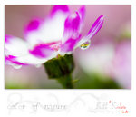 flower0023