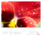 flower0024