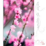 flower0025