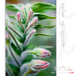 flower0026