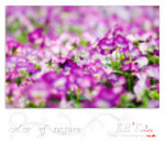 flower0027
