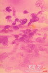 impression0004