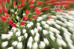 impression0005