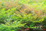 impression0006