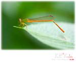 insecta0002
