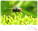 insecta0003