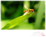 insecta0004