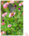 insecta0005