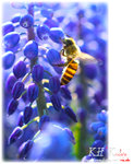 insecta0006